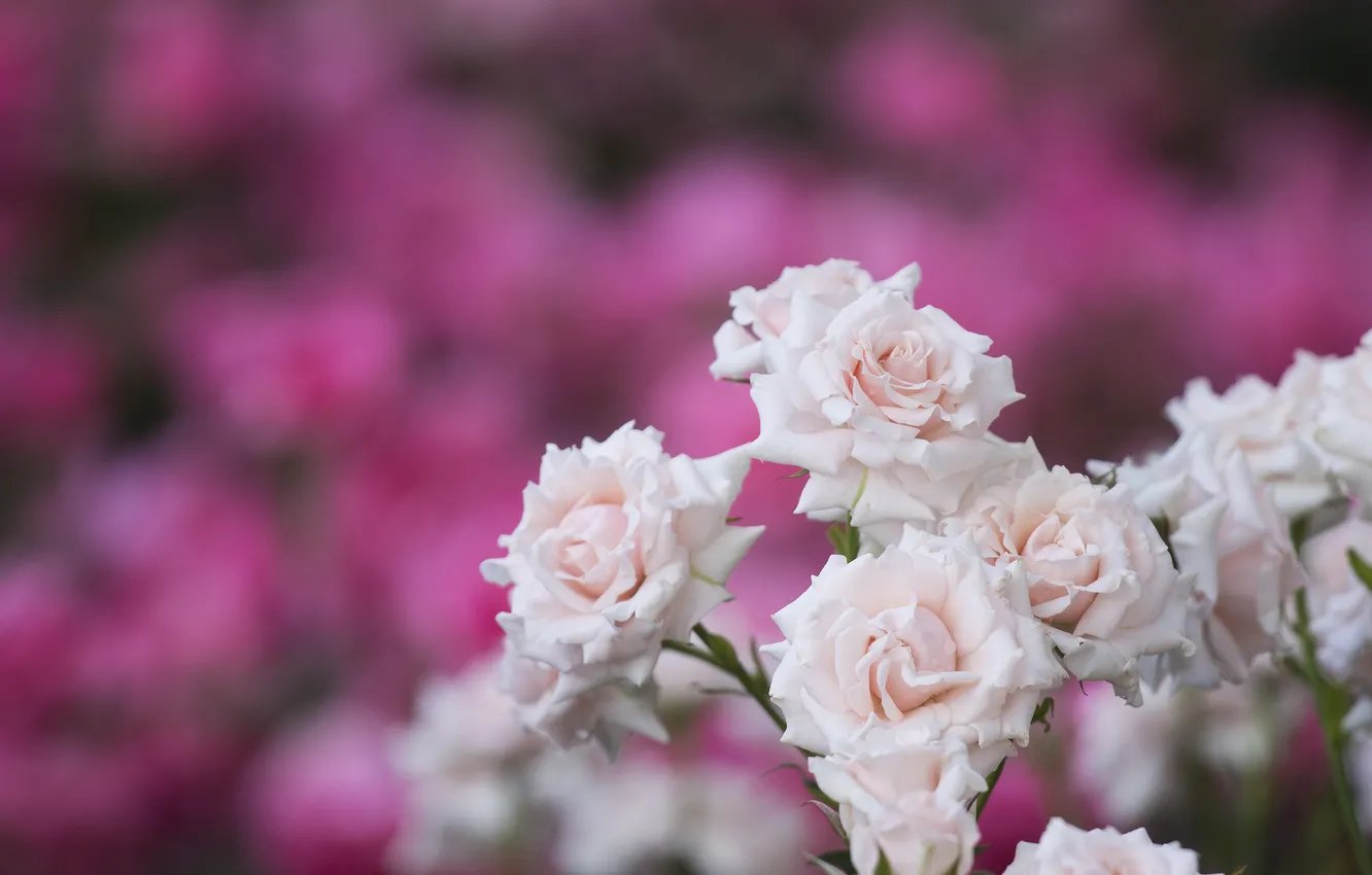 Photo wallpaper tenderness, roses, rose Bush
