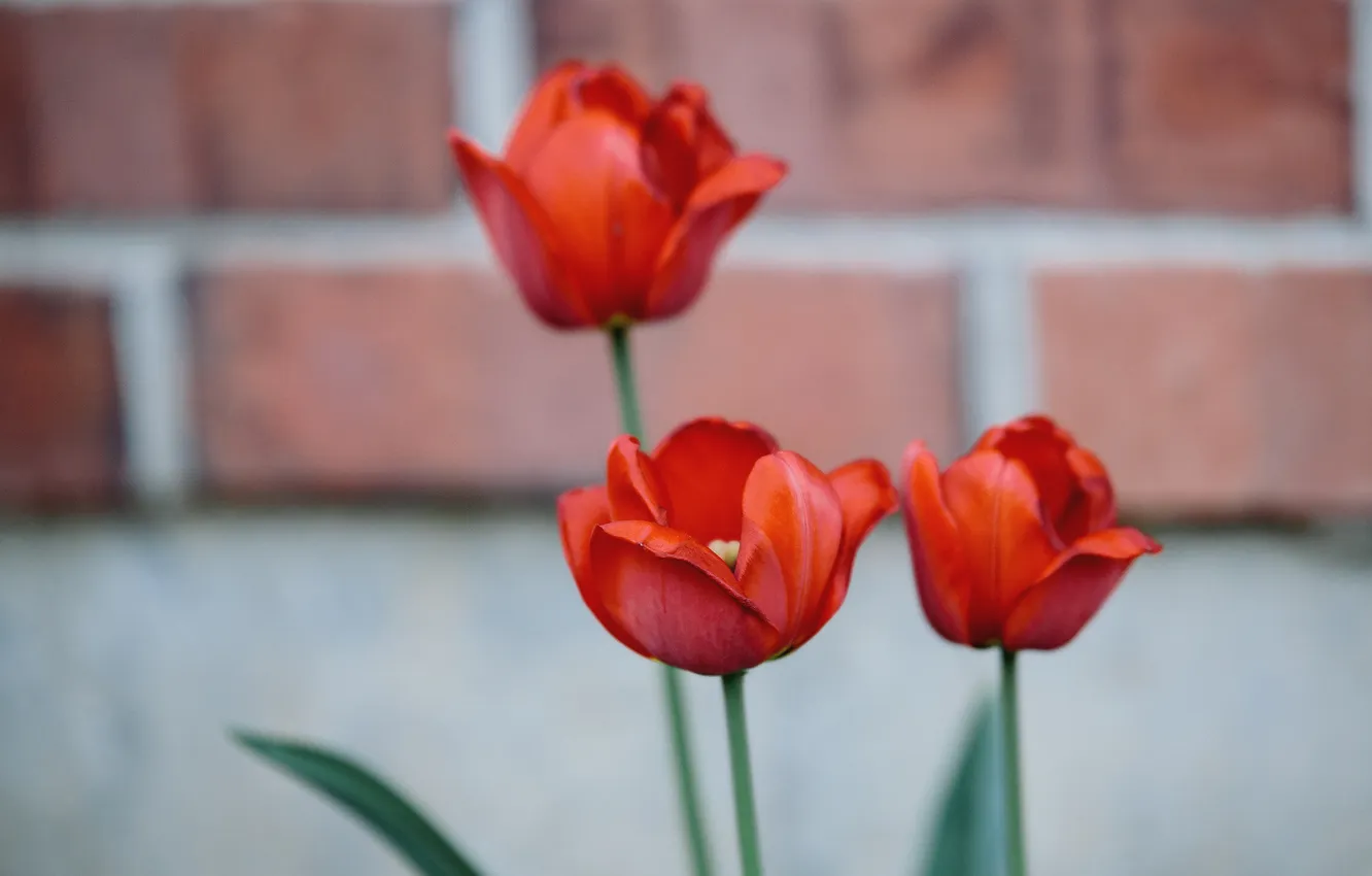 Photo wallpaper flowers, red, petals, tulips