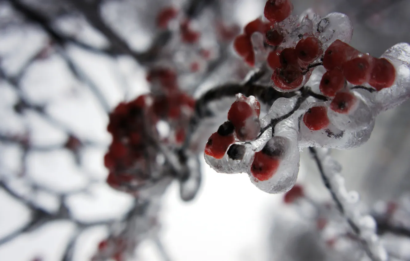 Photo wallpaper ice, winter, Rowan