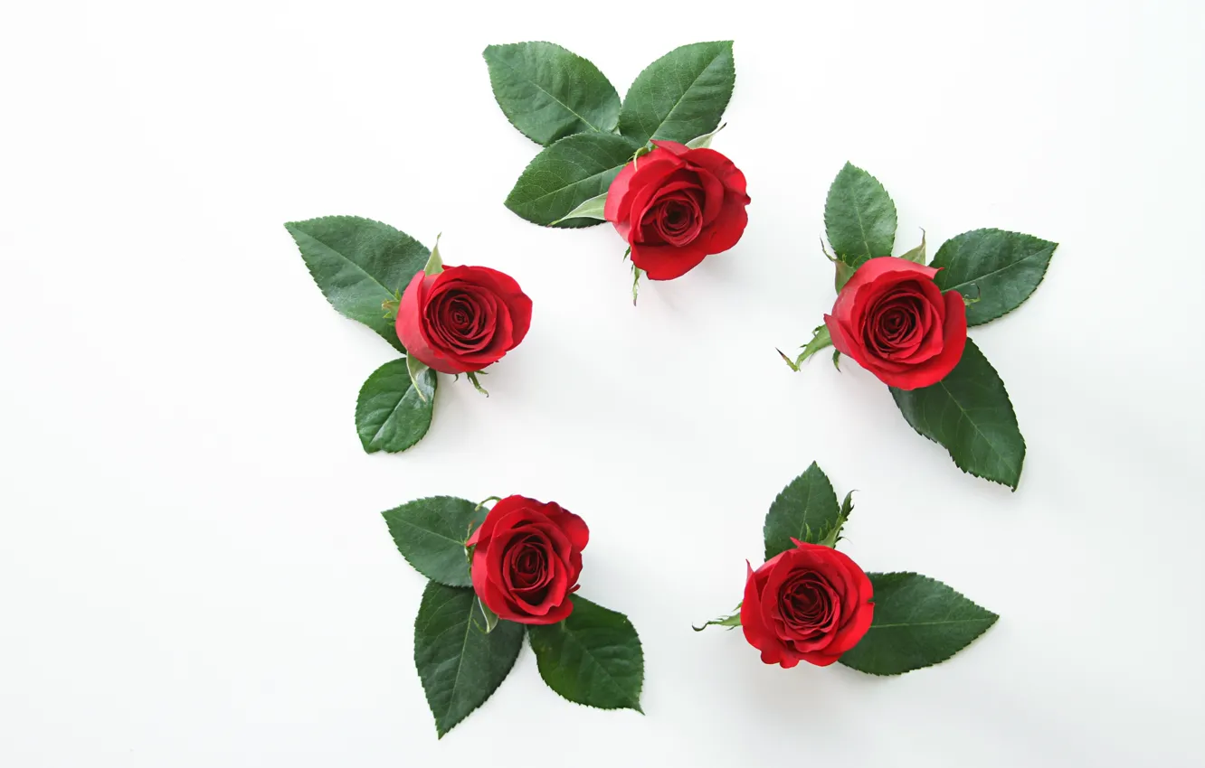 Photo wallpaper red, roses, wallpaper, red, buds, flowers, beautiful, roses
