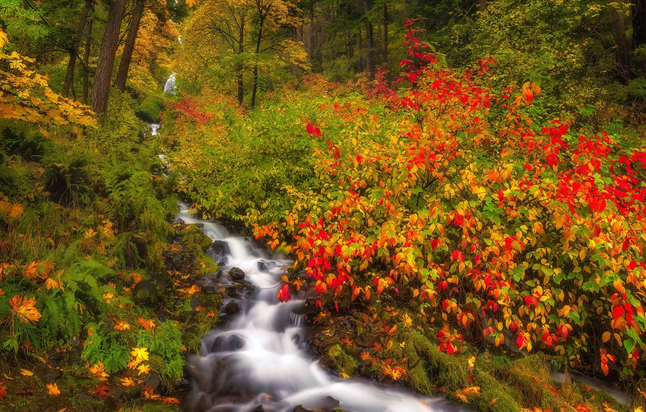 Photo wallpaper autumn, forest, stream, Oregon, the bushes, Oregon, Columbia River Gorge, The Columbia river gorge