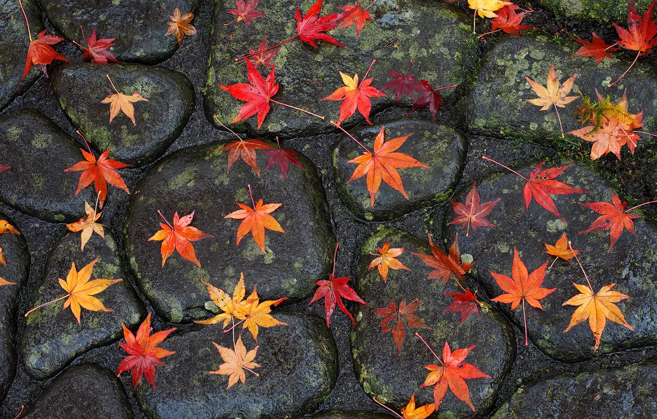 Photo wallpaper road, autumn, leaves, stones, bridge
