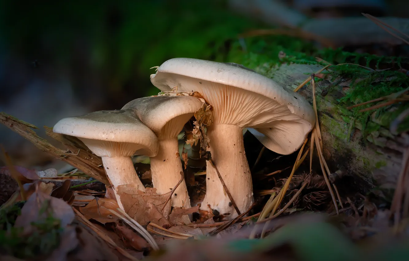 Photo wallpaper leaves, mushrooms, moss, Trinity