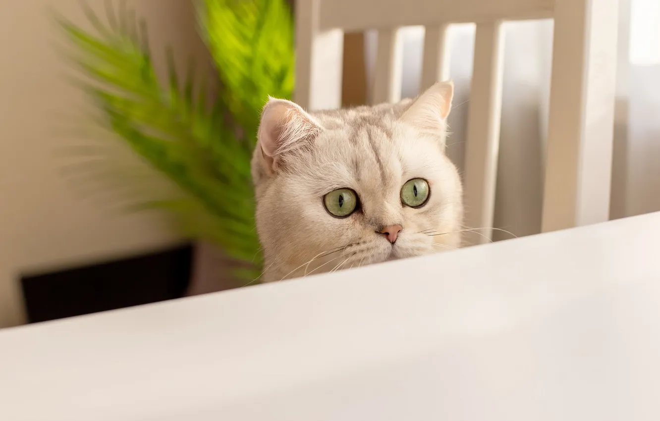 Photo wallpaper cat, white, cat, look, pose, table, plant, chair