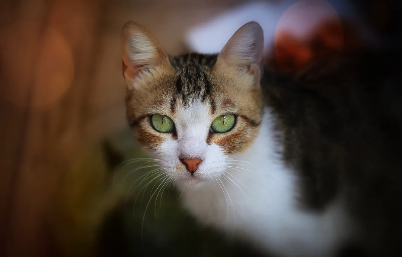 Photo wallpaper cat, look, muzzle, bokeh