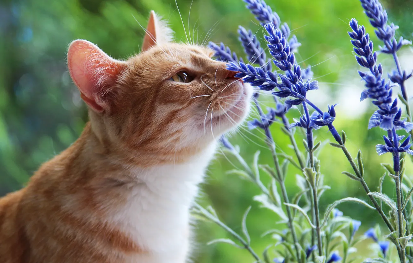 Photo wallpaper cat, summer, cat, look, face, flowers, nature, green