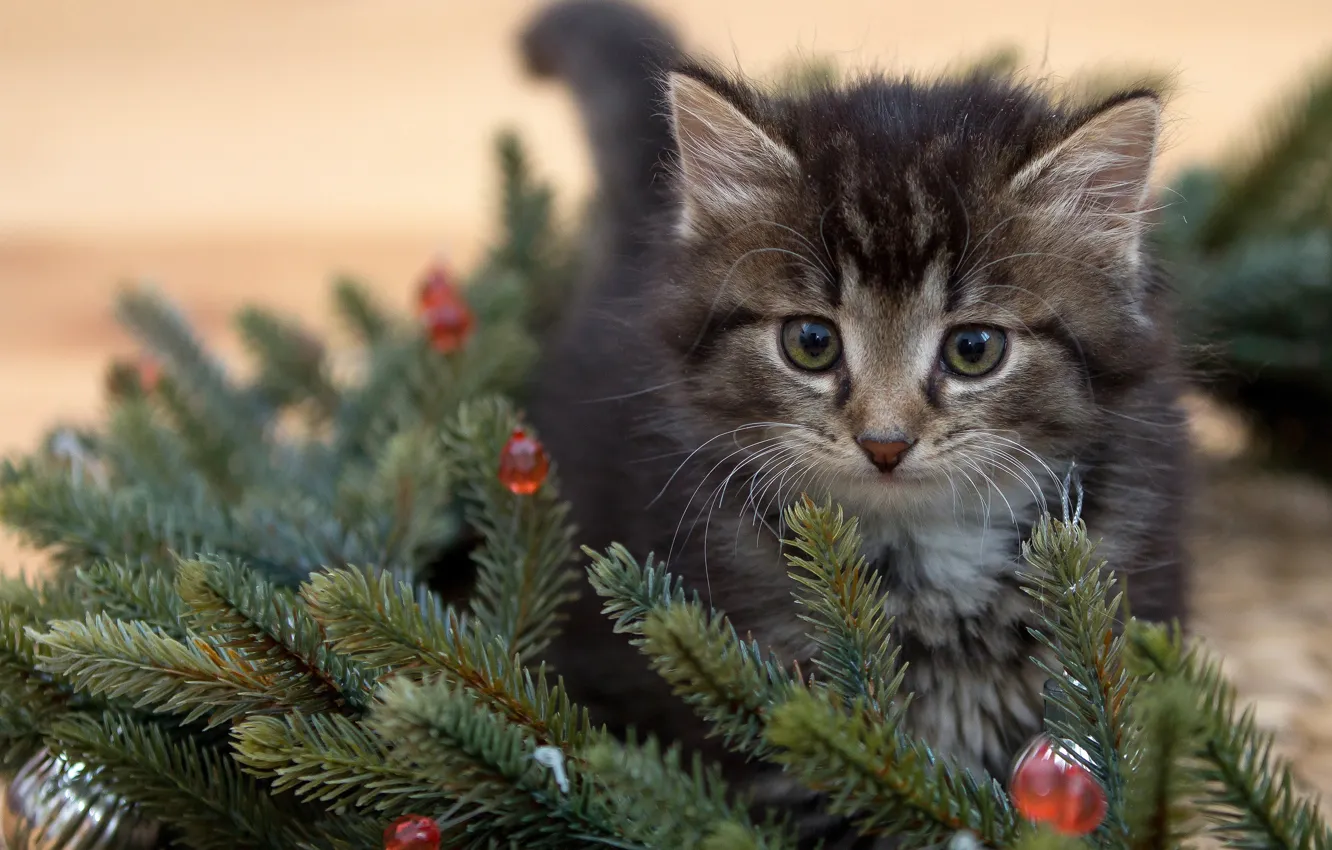 Photo wallpaper toys, kitty, spruce branches