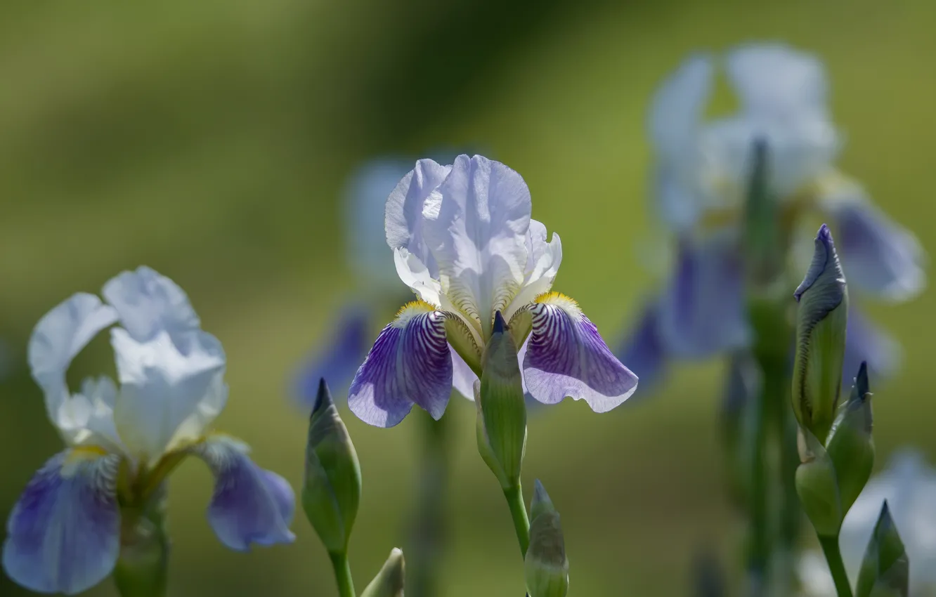 Photo wallpaper summer, flowers, iris