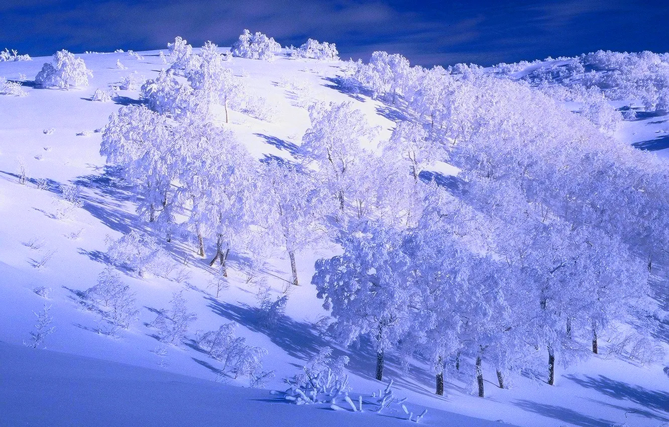 Photo wallpaper winter, the sky, snow, trees, hills, slope