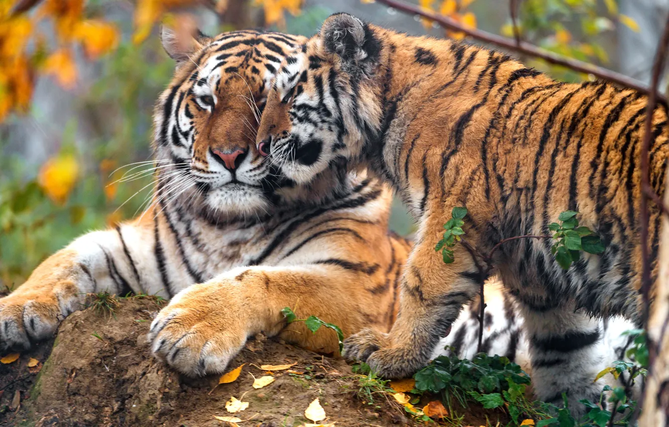 Photo wallpaper autumn, face, leaves, branches, nature, tiger, pose, background