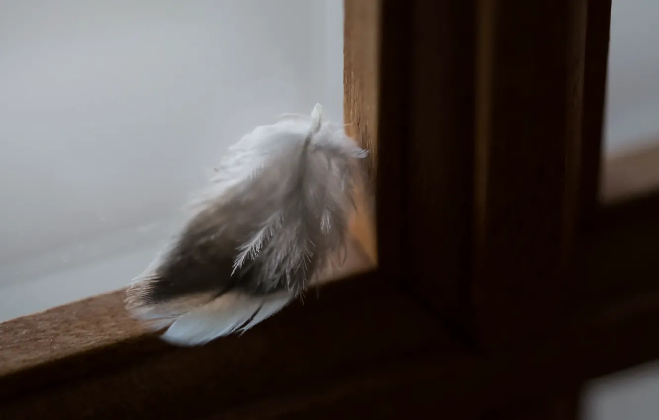 Photo wallpaper background, feathers, window