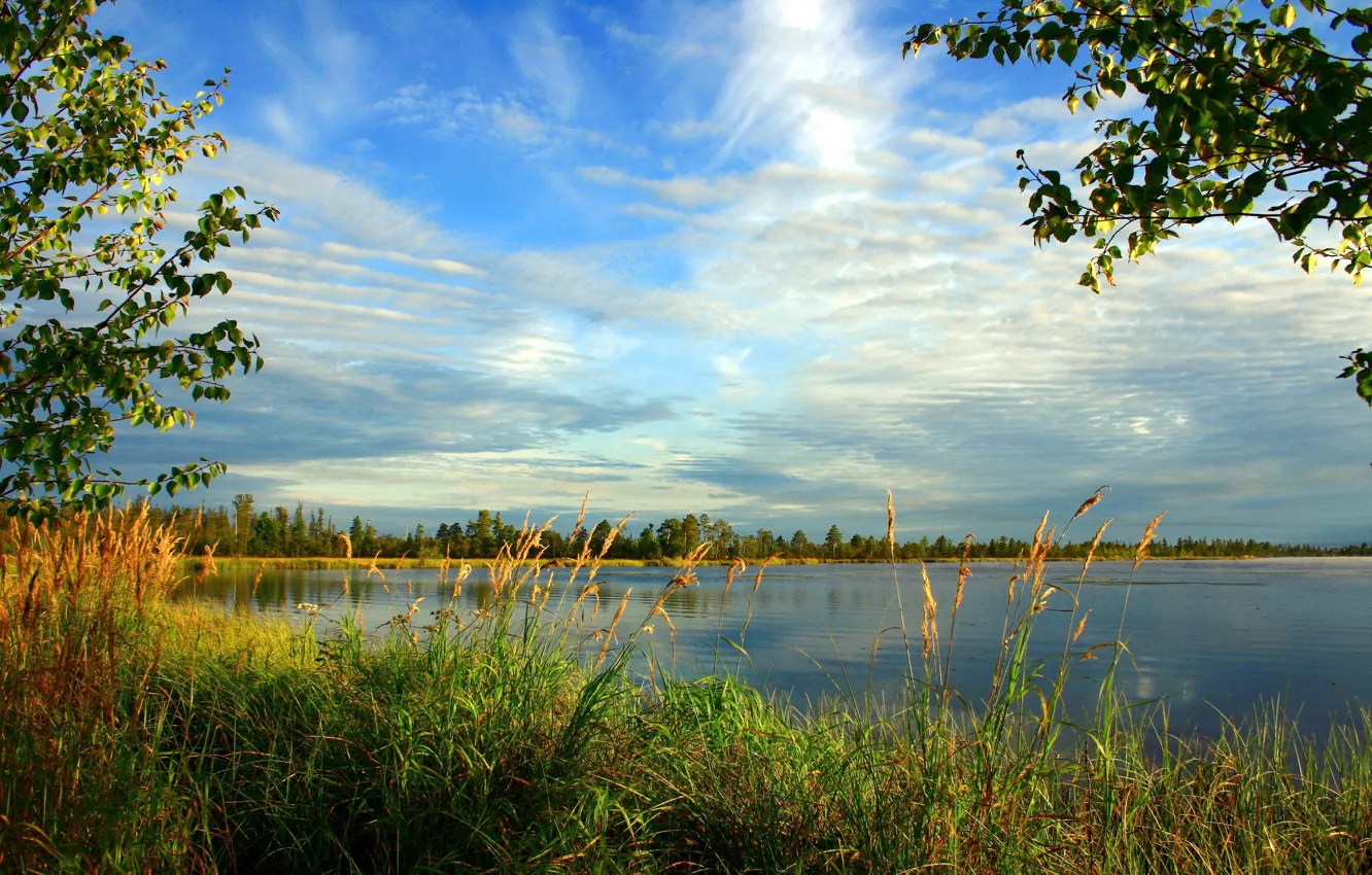 Photo wallpaper macro, landscape, nature