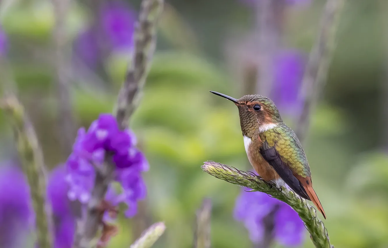 Photo wallpaper flowers, nature, Hummingbird, bird