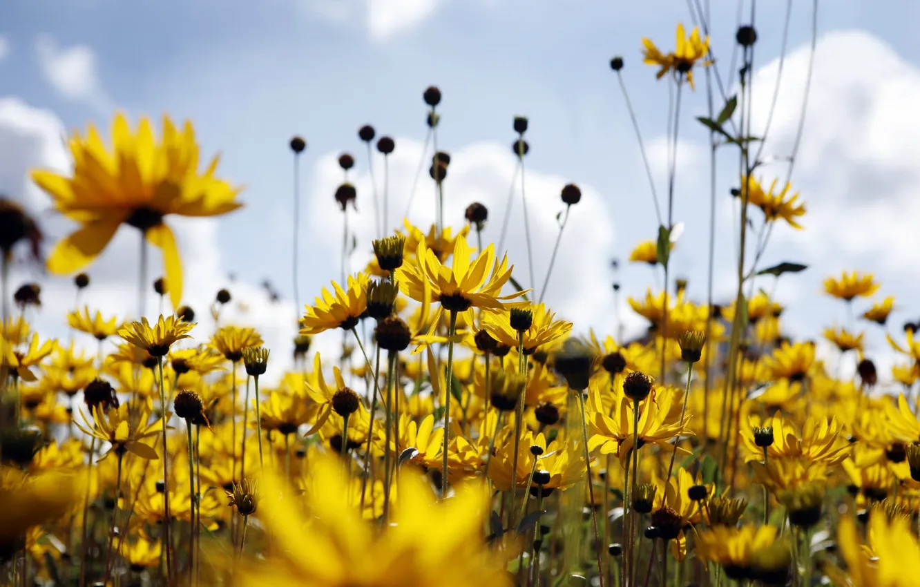 Photo wallpaper field, summer, chamomile
