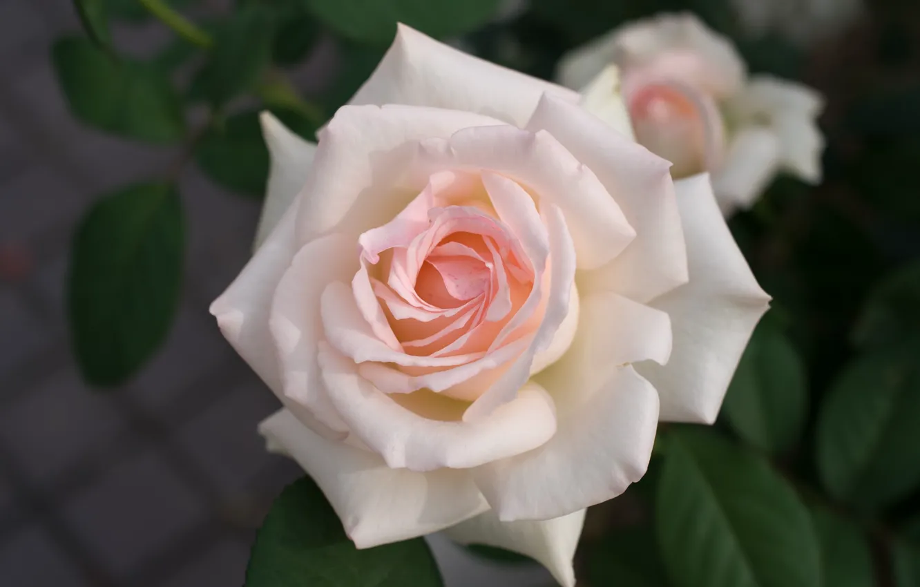 Photo wallpaper macro, tenderness, roses, petals