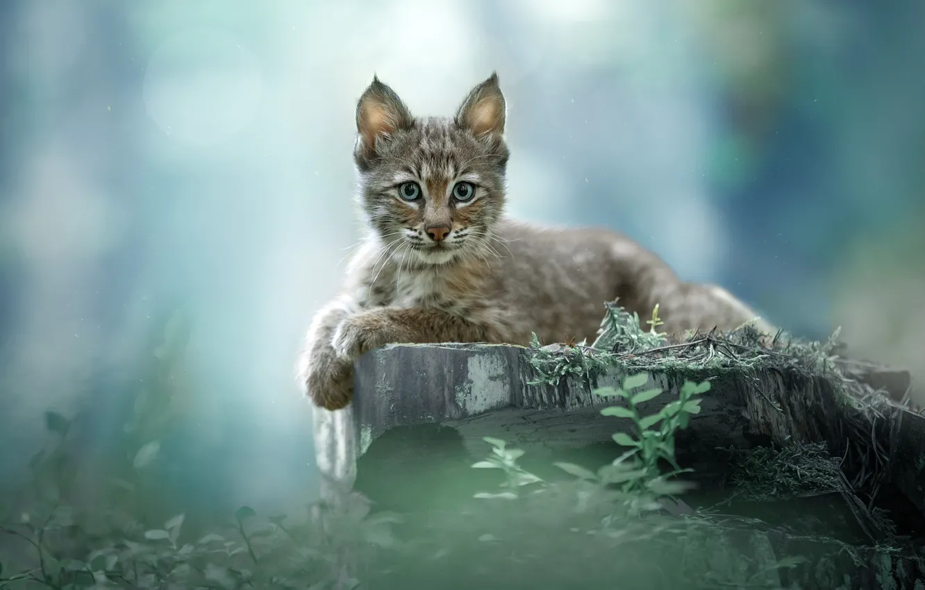 Photo wallpaper look, stump, lynx, a small lynx