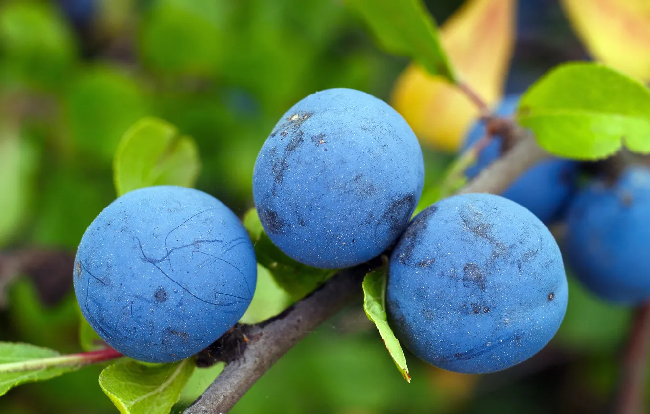 Photo wallpaper branches, berries, plum prickly, prunus spinosa, Turn
