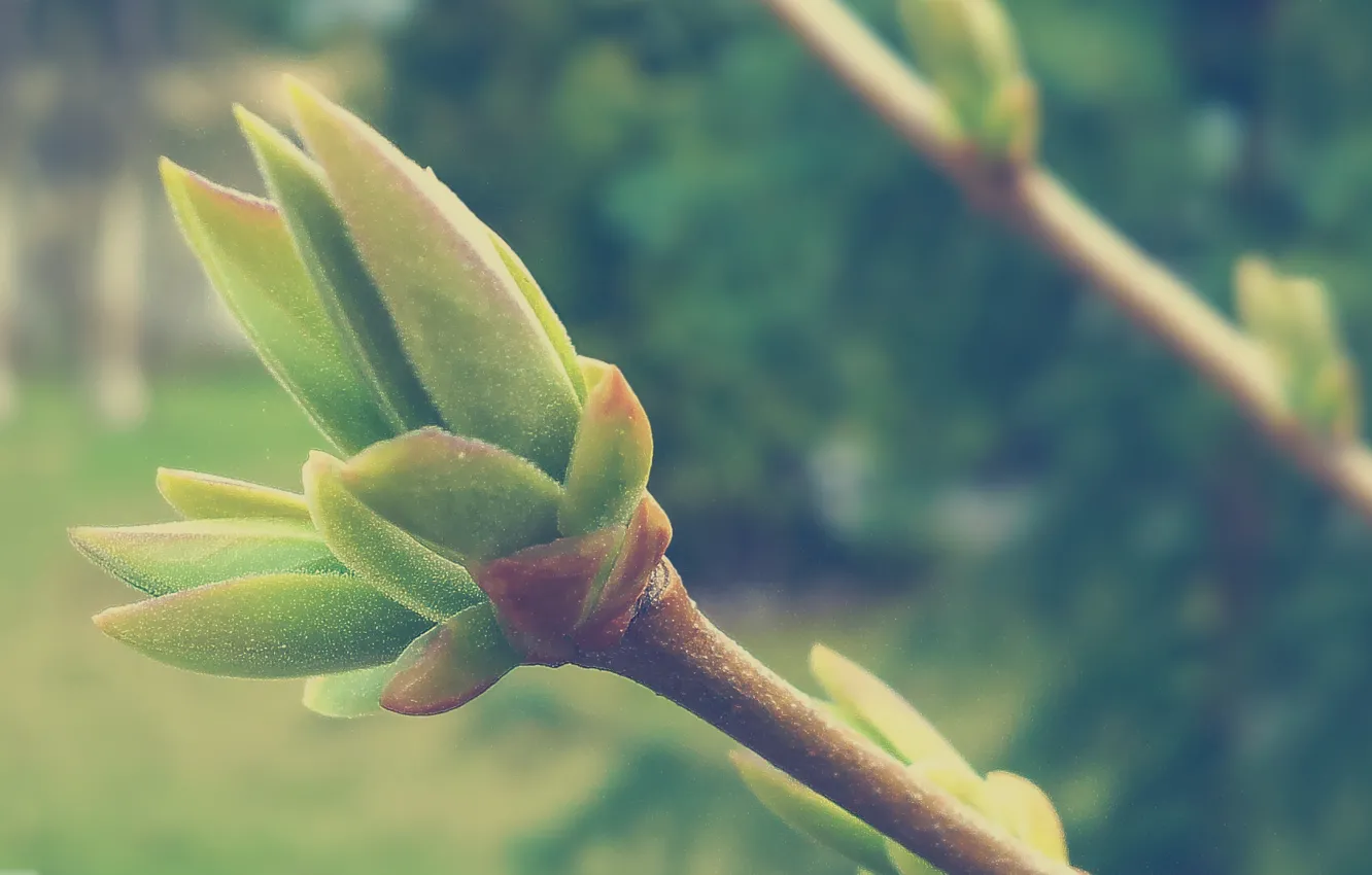 Photo wallpaper branches, plant, Sprout