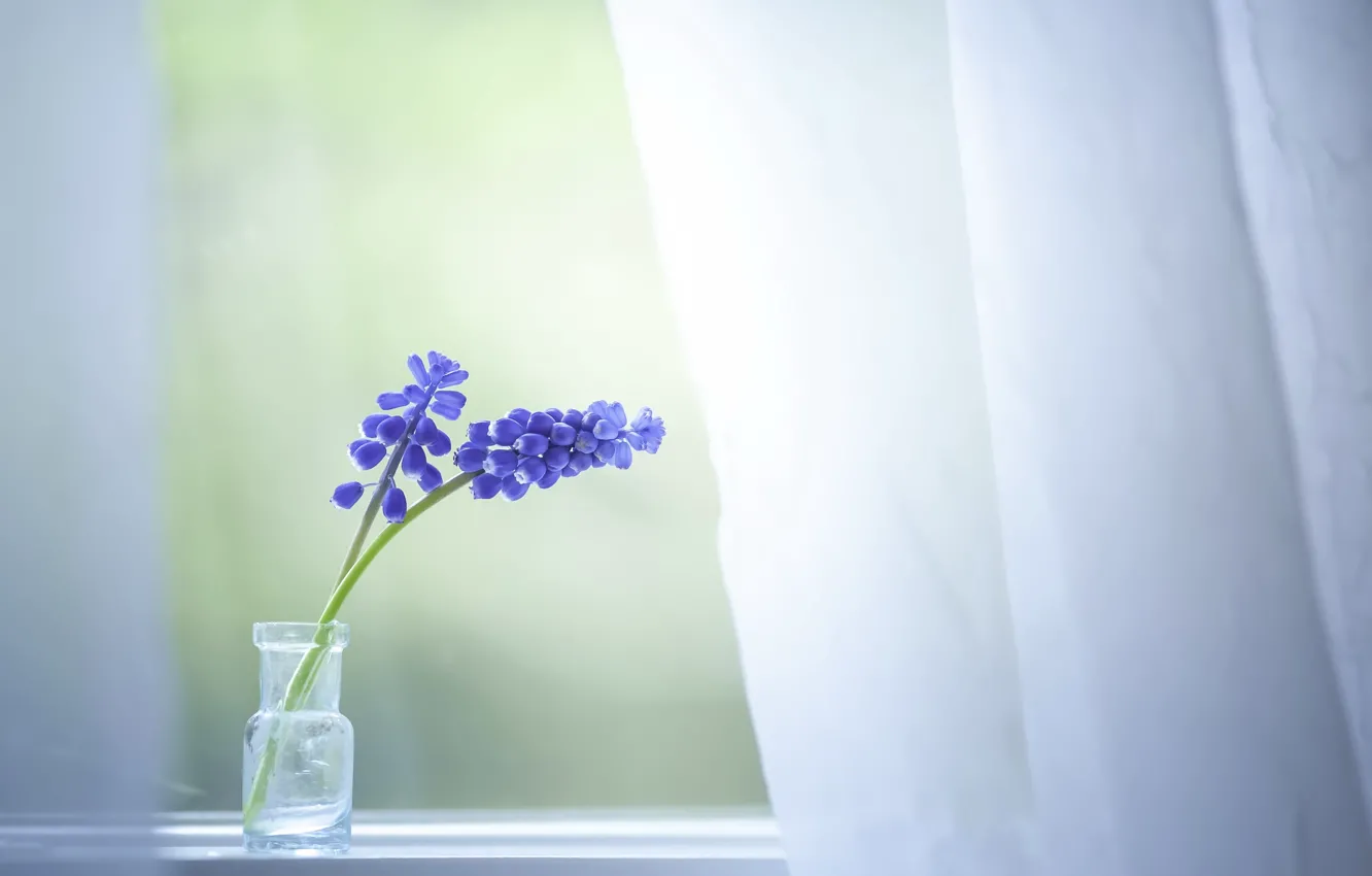 Photo wallpaper flowers, house, window