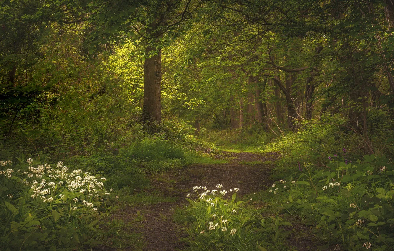 Photo wallpaper forest, trees, flowers, nature, Russia, path