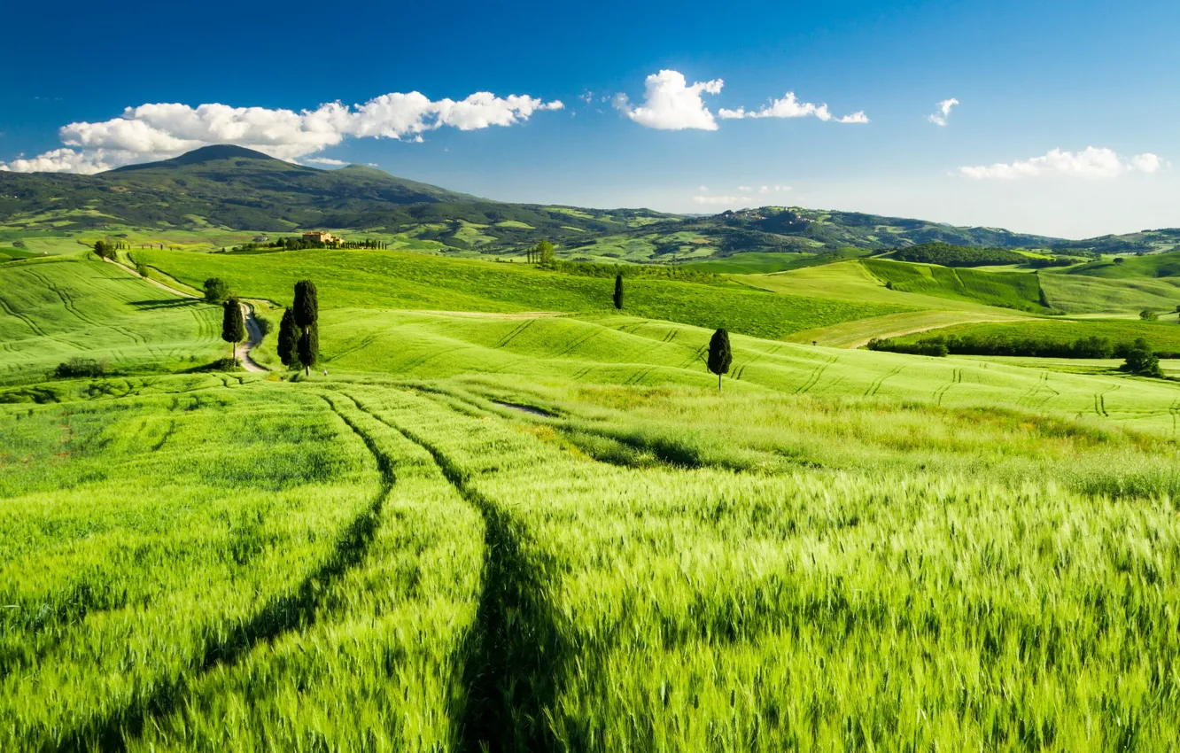Photo wallpaper field, landscape, Italy, Tuscany