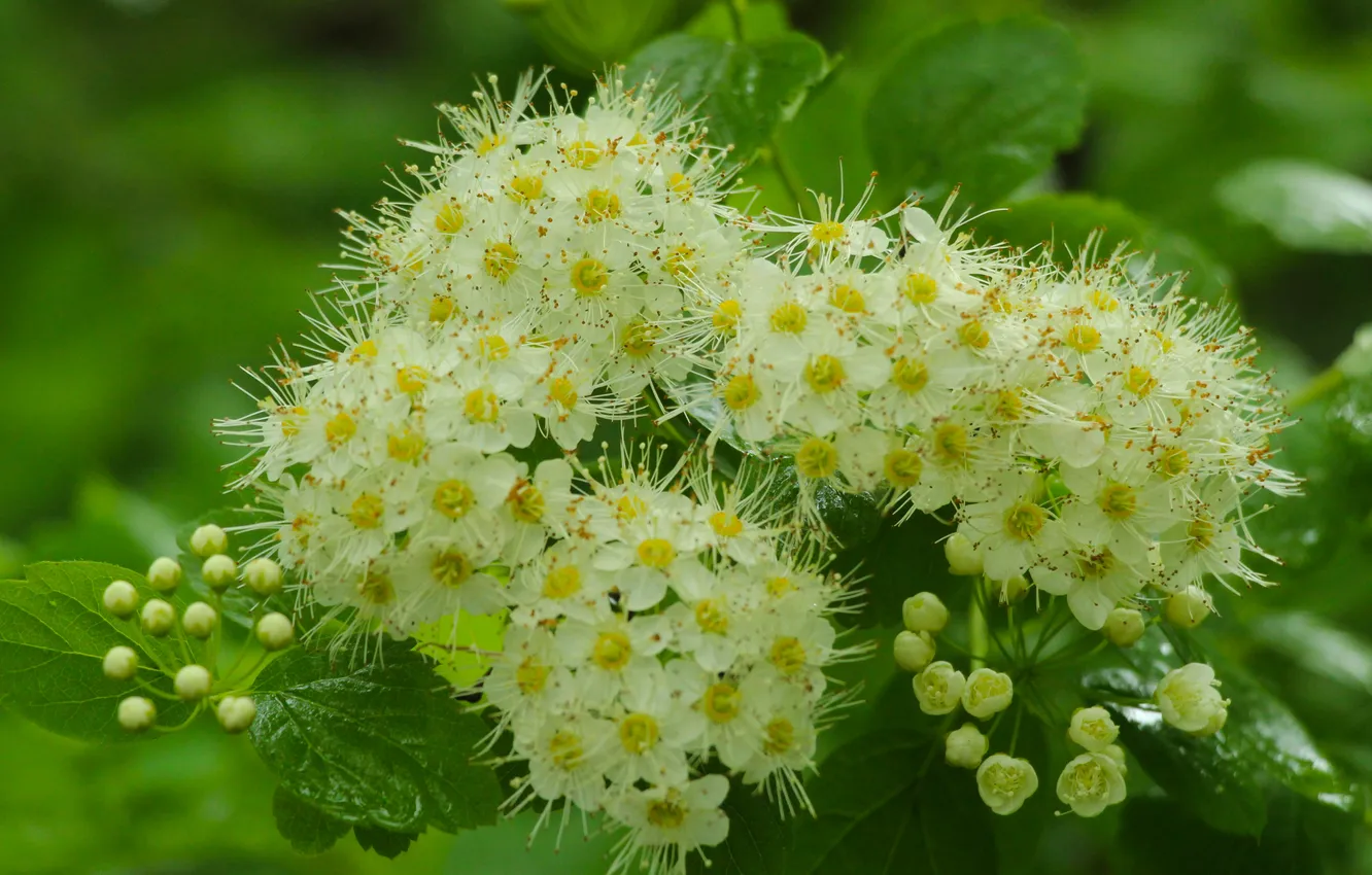 Photo wallpaper white, twigs, blooming