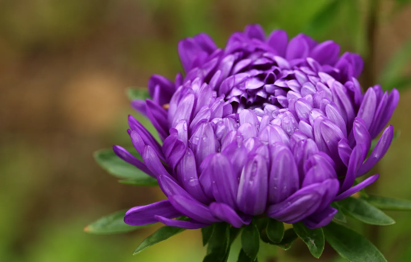 Photo wallpaper macro, flowers, background, petals, buds, lilac, asters