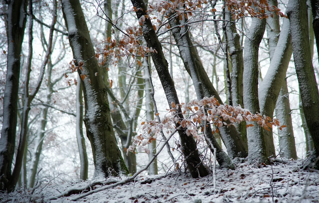 Photo wallpaper snow, trees, nature