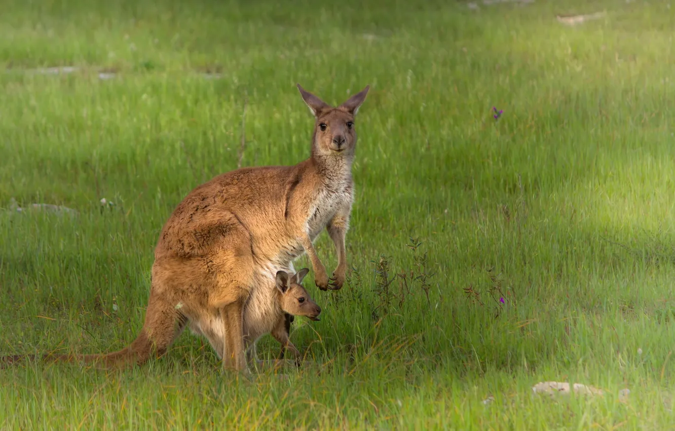 Photo wallpaper nature, Australia, kangaroo