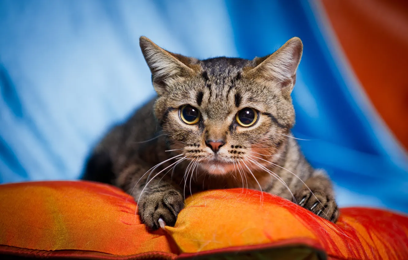 Photo wallpaper cat, look, background