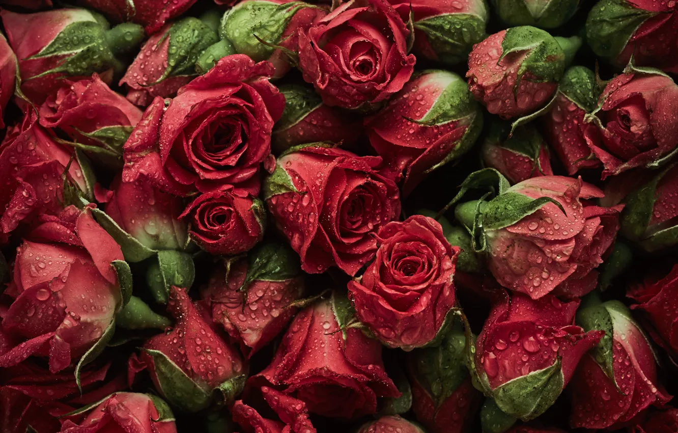 Photo wallpaper flowers, background, roses, red, red, buds, roses, bud