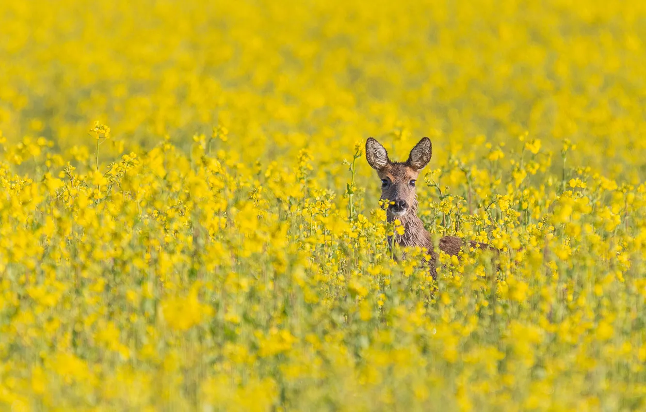 Photo wallpaper deer, wildlife, field of gold