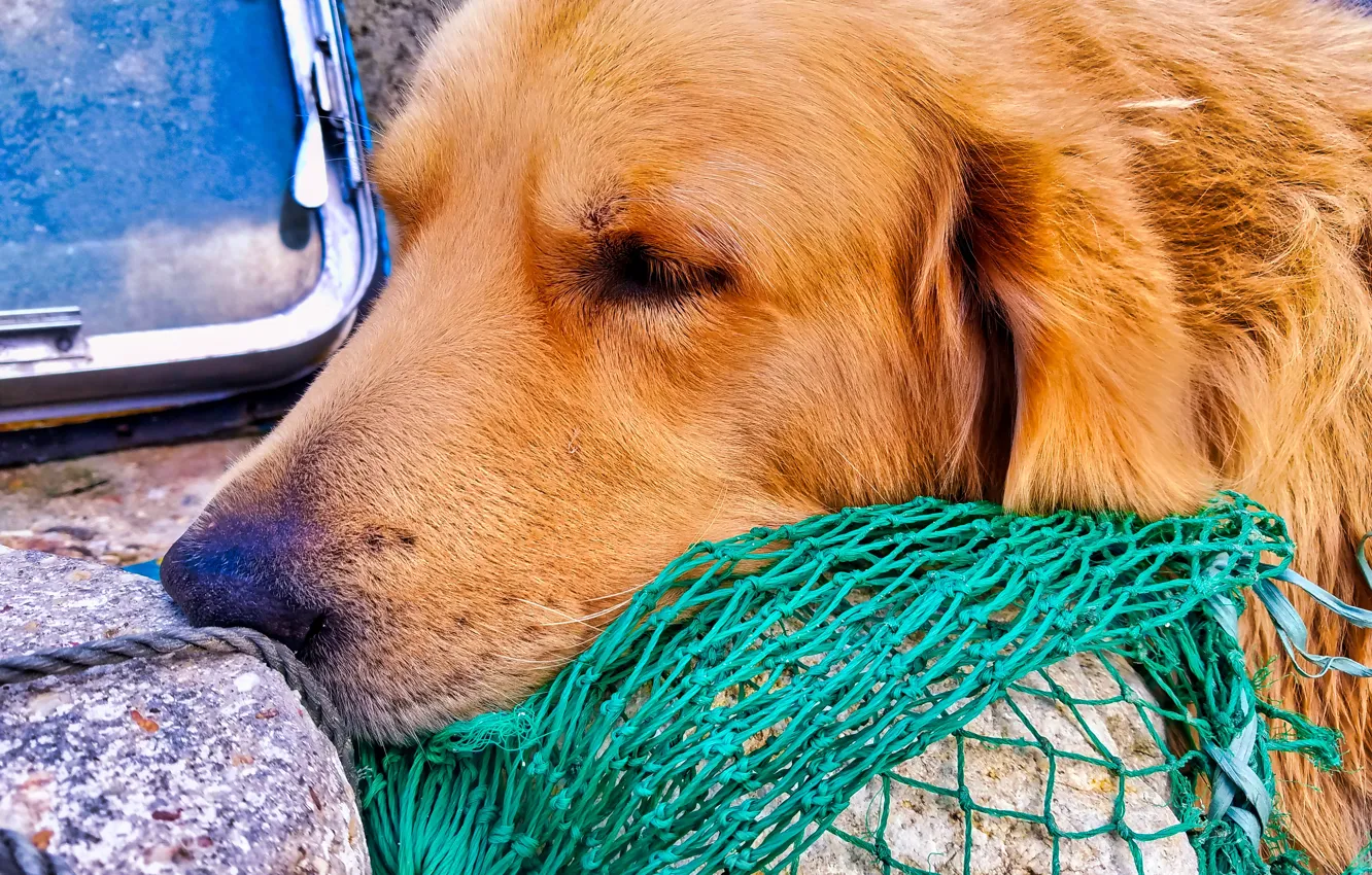 Photo wallpaper dog, Old age, Old dog