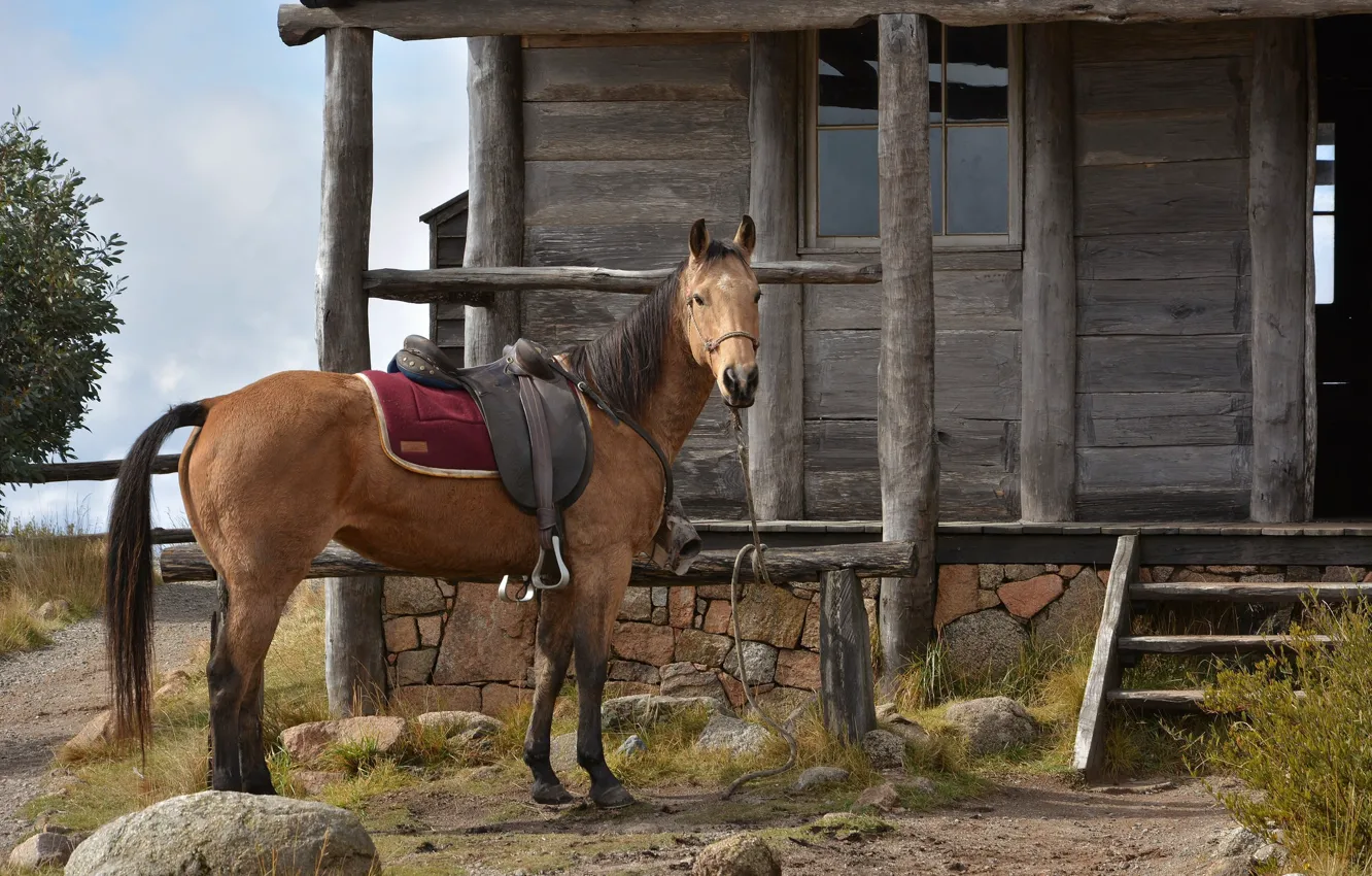 Photo wallpaper house, horse, saddle