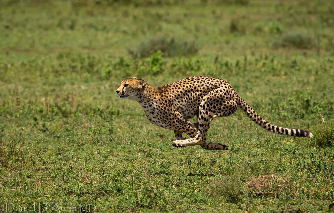 Photo wallpaper animal, running, spot, Cheetah, runs