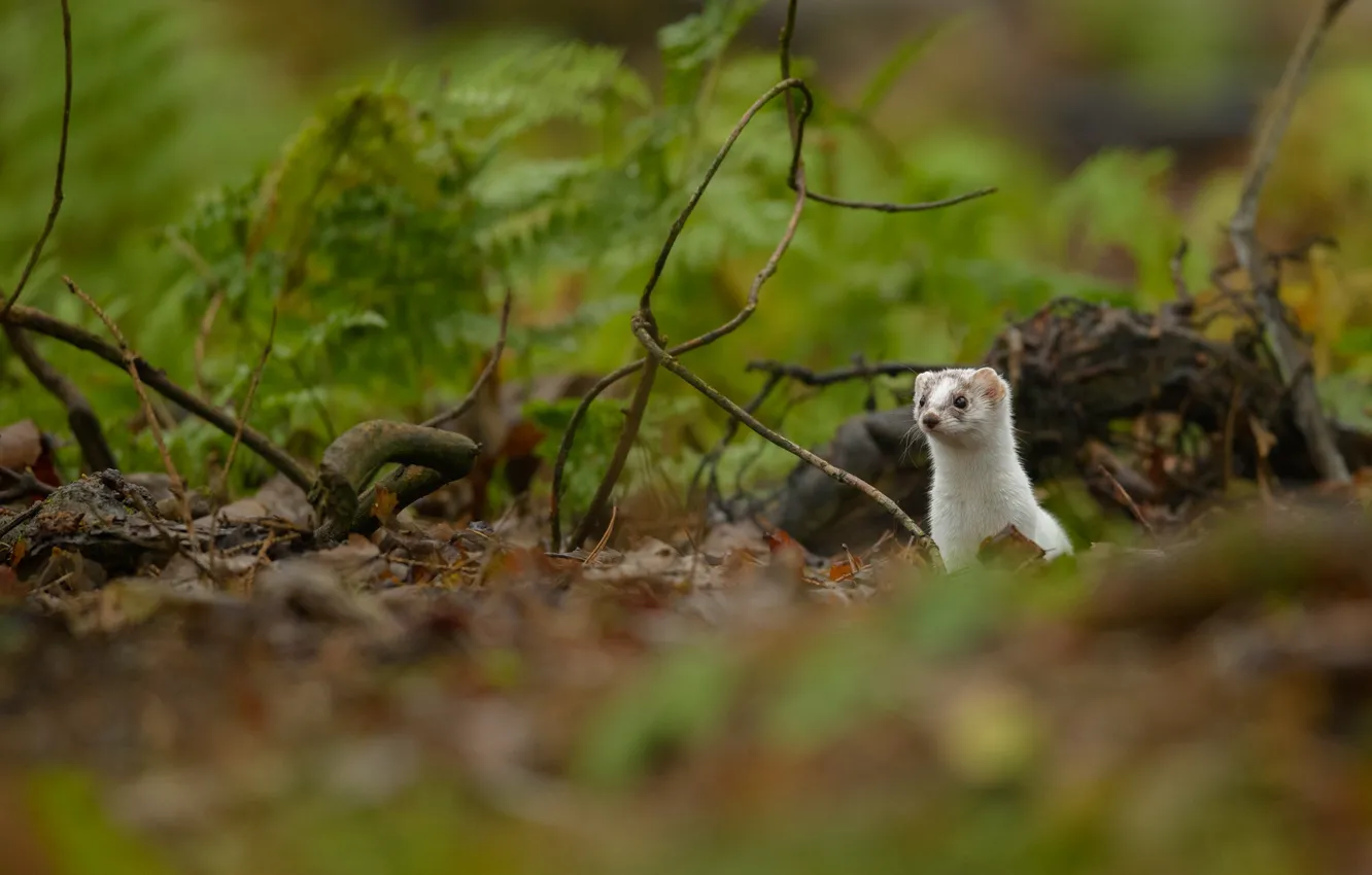 Photo wallpaper greens, look, branches, nature, snag, weasel, bokeh, ermine