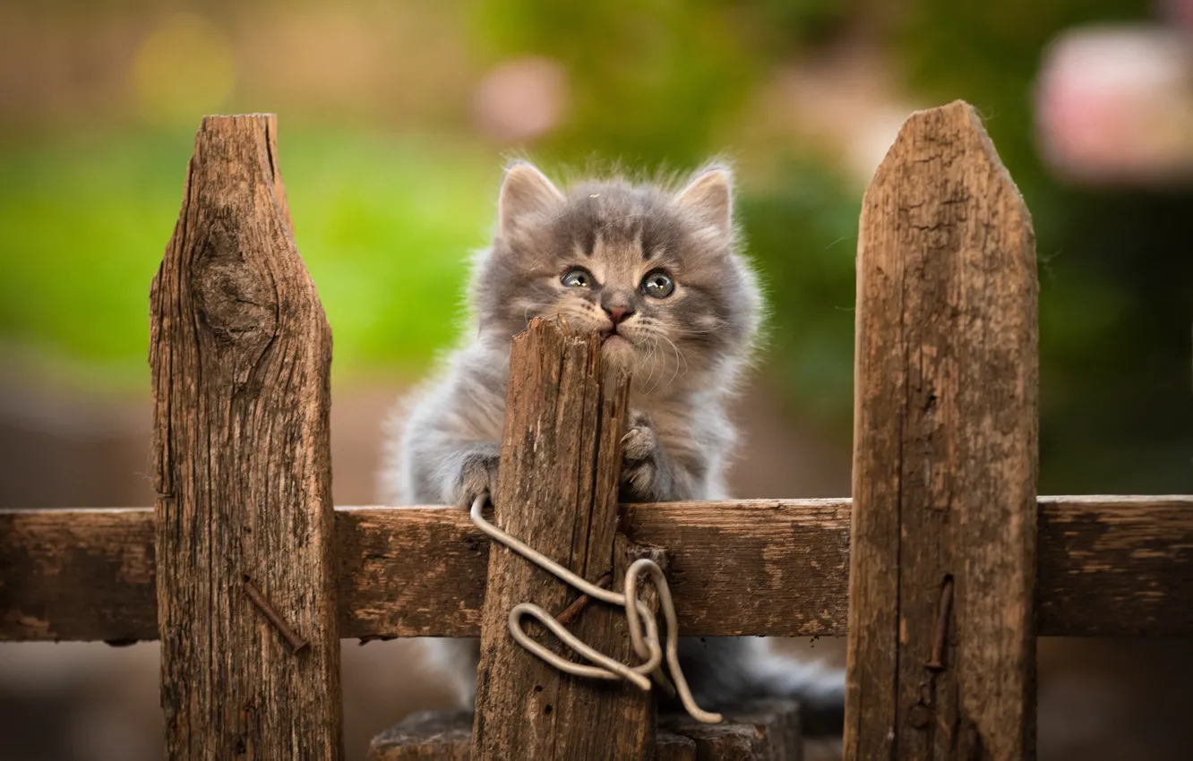 Photo wallpaper the fence, fluffy, baby, muzzle, kitty, Yuriy Korotun