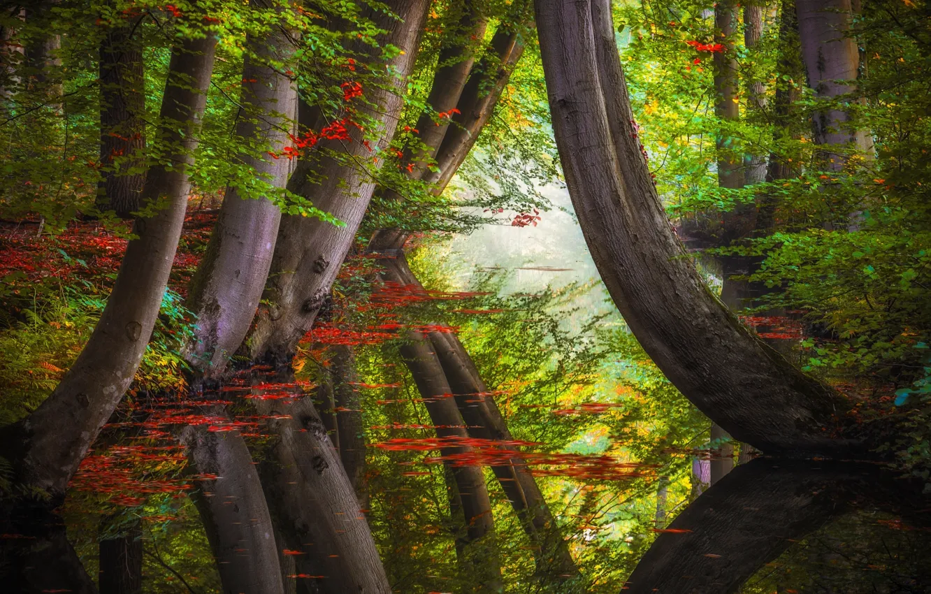 Photo wallpaper autumn, forest, trees, nature, reflection, river, Jan-Herman Visser