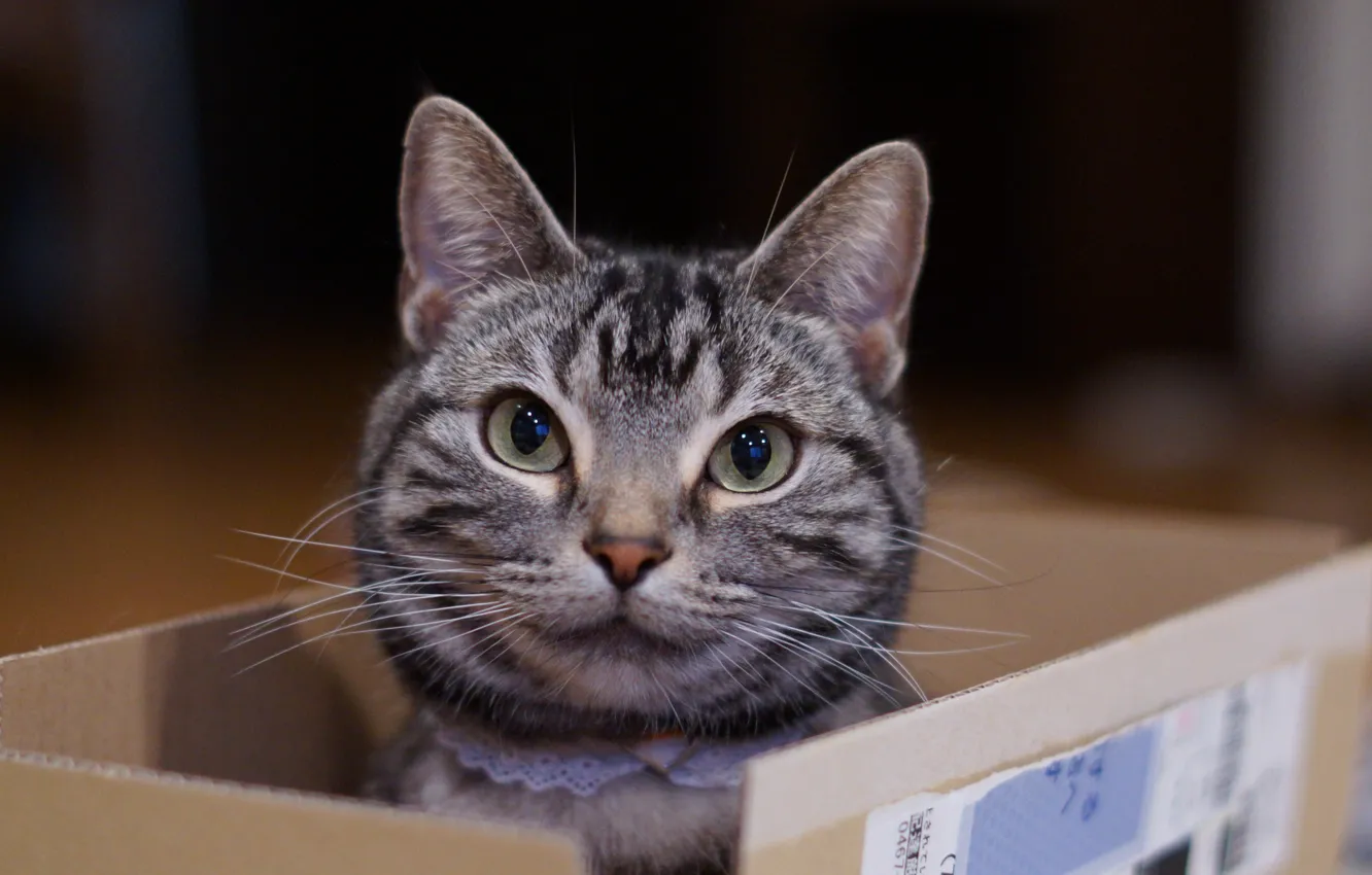 Photo wallpaper cat, eyes, mustache, look, face, box