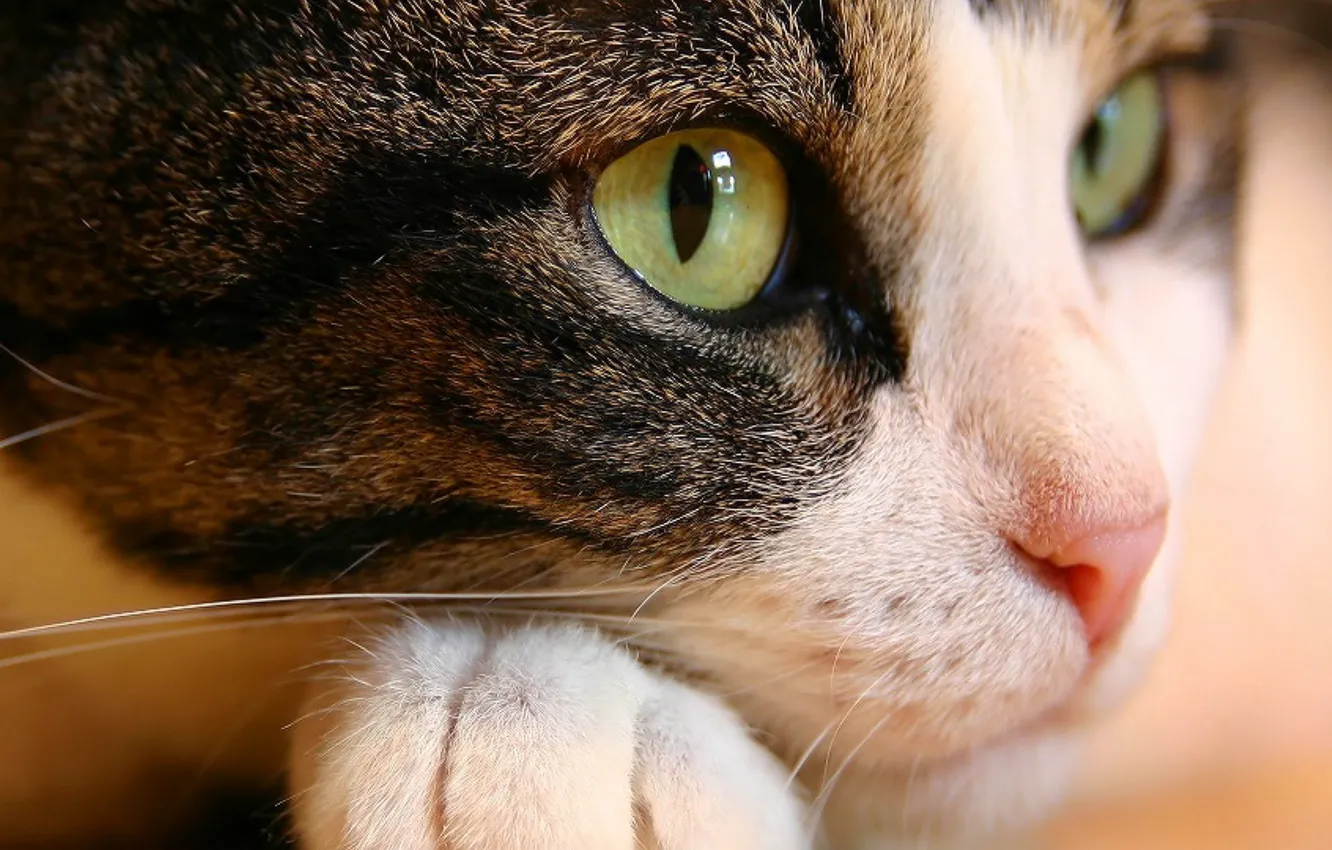 Photo wallpaper eyes, Cat, lies