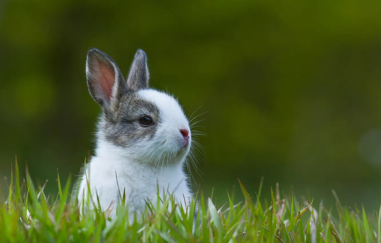 Photo wallpaper One, nature, rabbit, pets, pet, rodent, outdoors, natural
