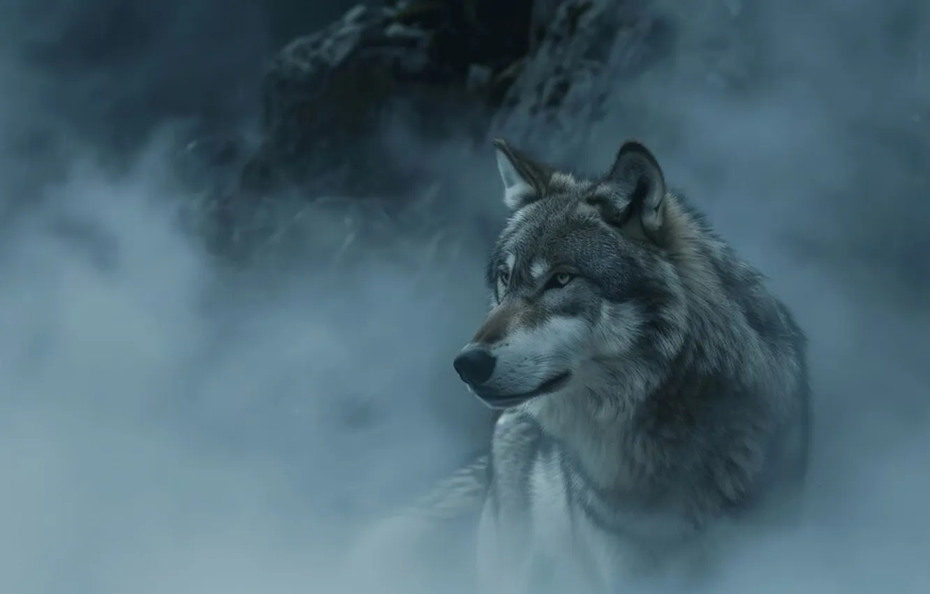 Photo wallpaper Predator, nature, snow, face, animal, wolf, canis lupus, wildlife