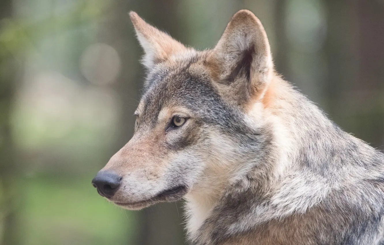 Photo wallpaper nature, face, animal, wolf, wildlife, head, fur, mammal