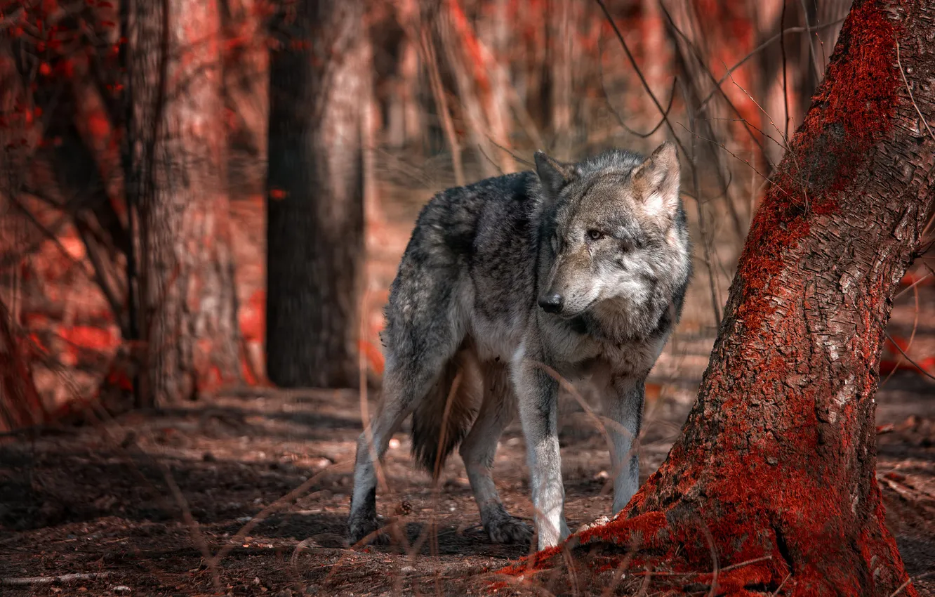 Photo wallpaper autumn, forest, trees, branches, grey, wolf, trunk
