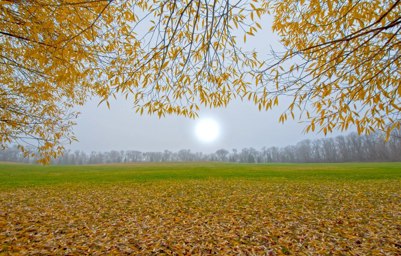 Photo wallpaper autumn, leaves, the sun, trees, fog, haze