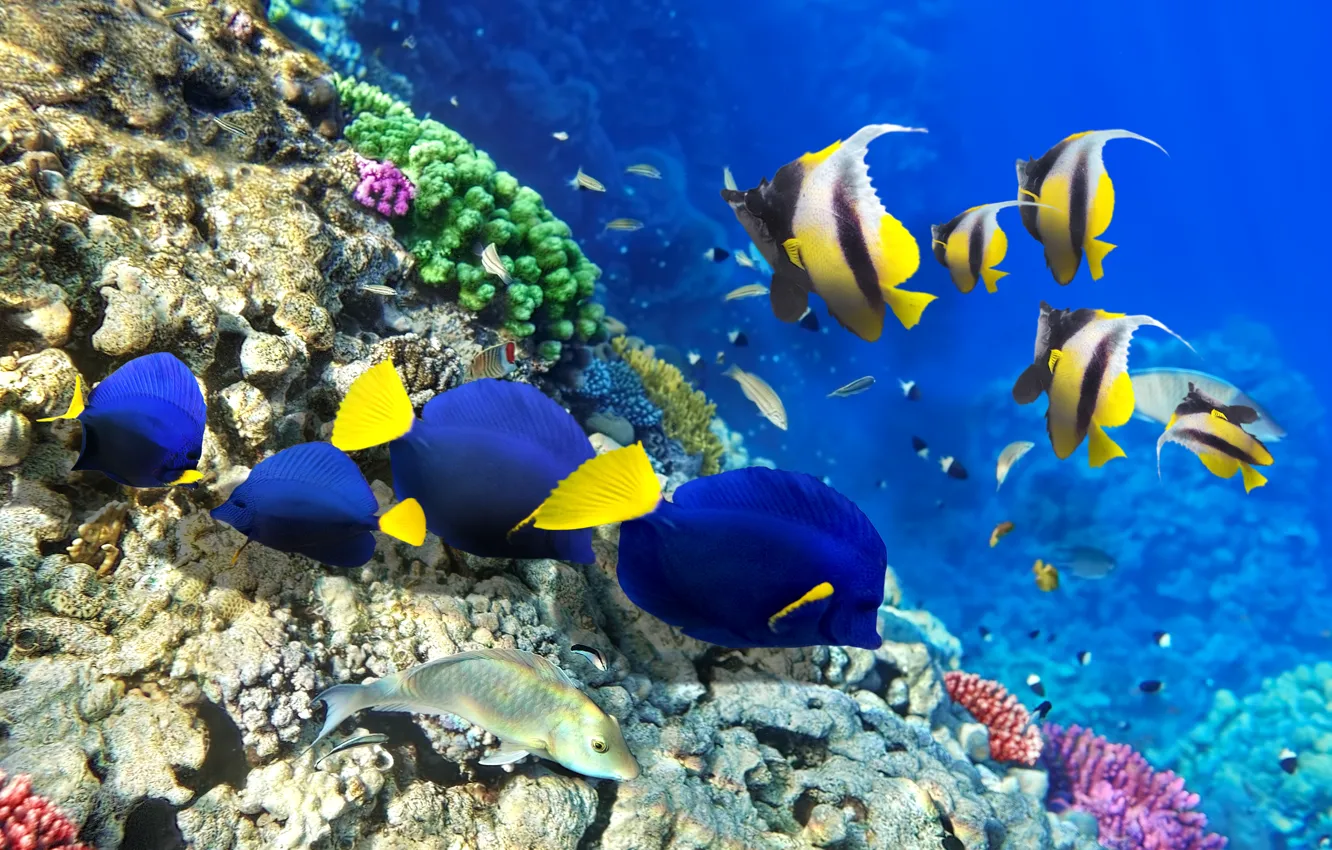 Photo wallpaper fish, bubbles, figure, ship, corals, under water