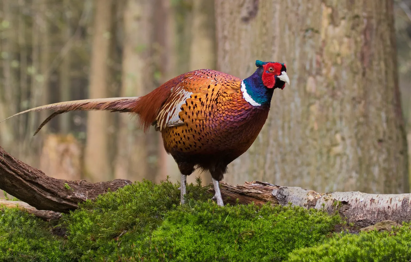 Photo wallpaper forest, nature, bird, log, pheasant, bright plumage