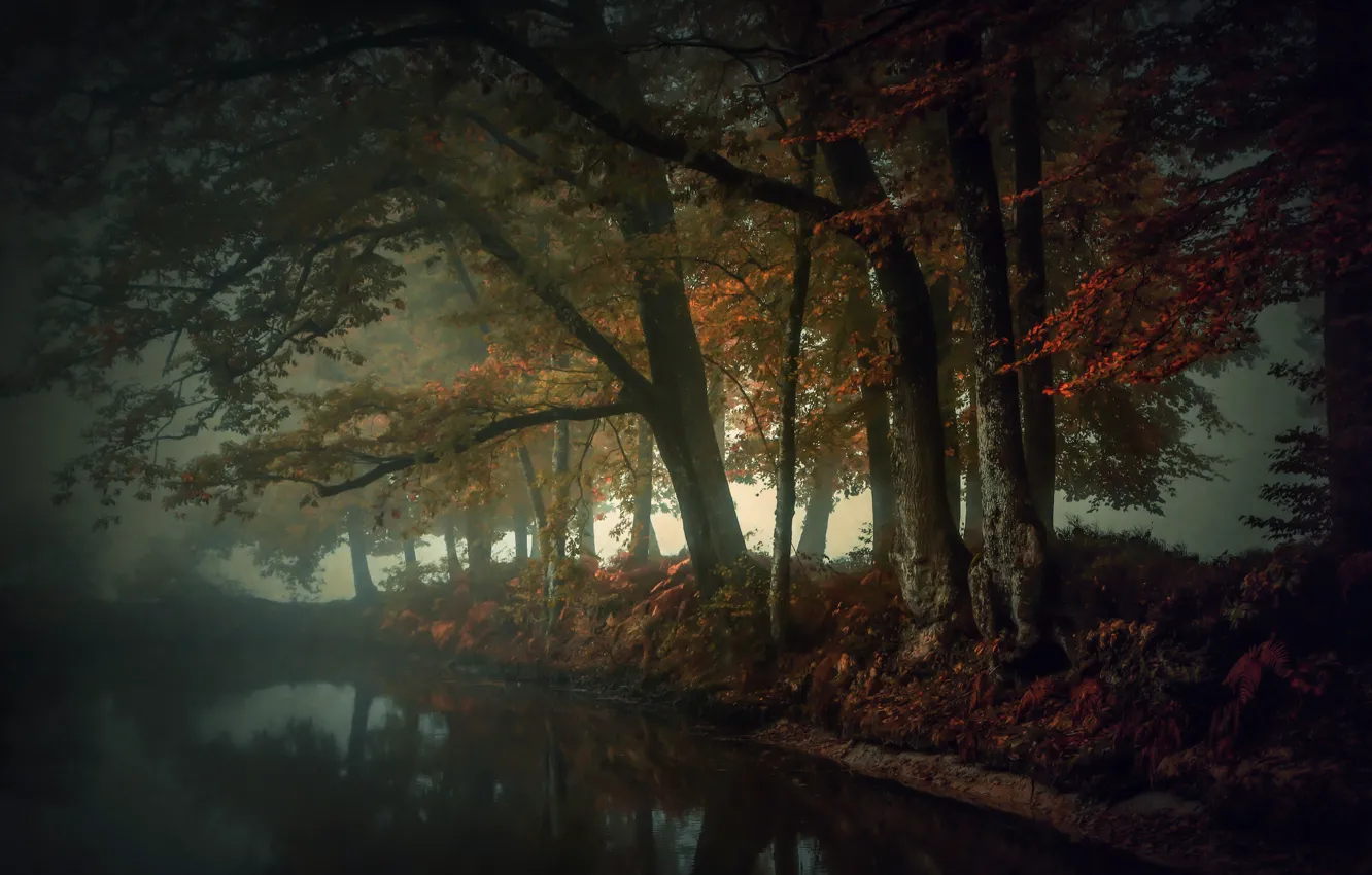 Photo wallpaper autumn, fog, river