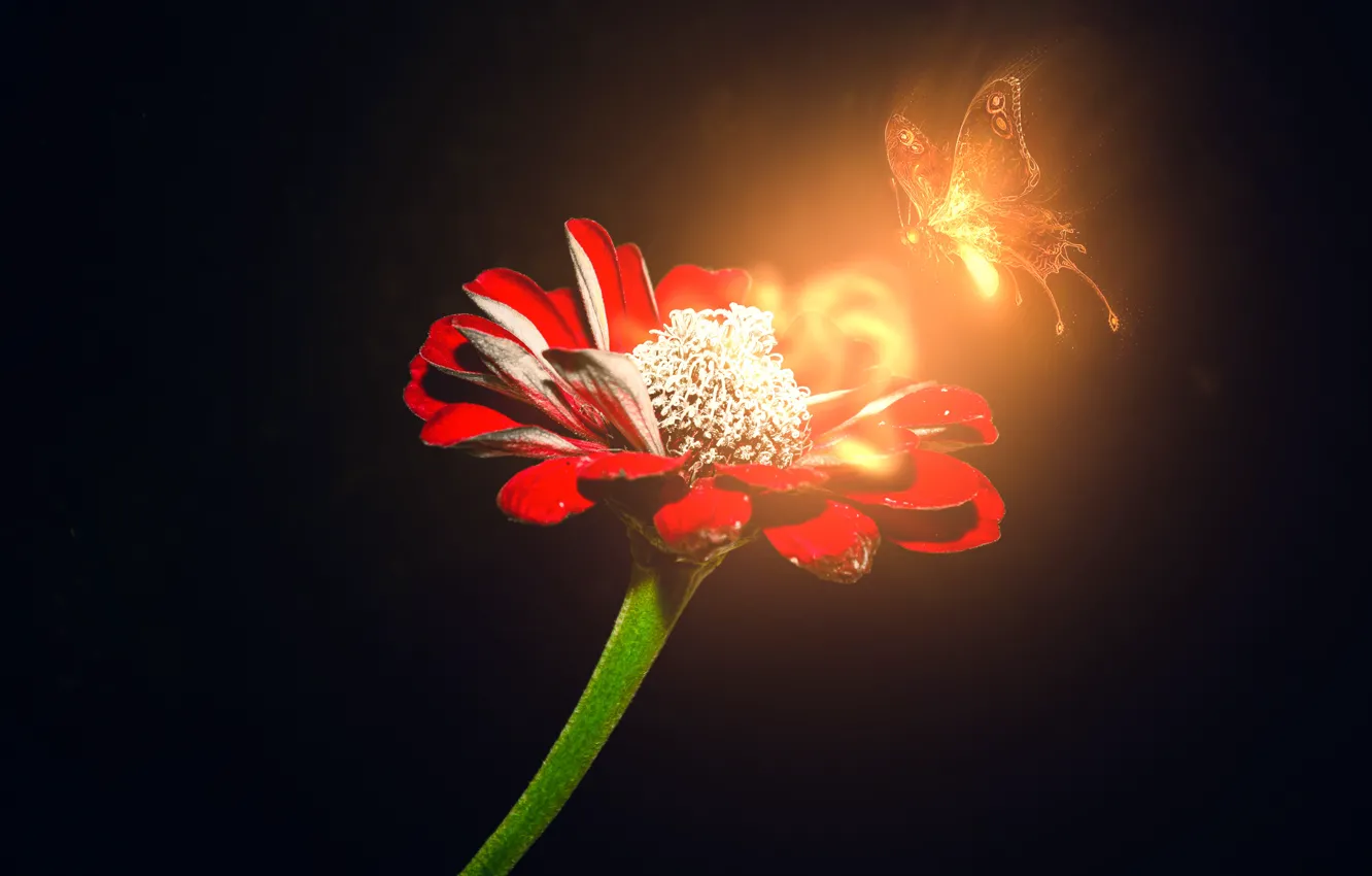 Photo wallpaper flower, magic, moth, red flower, on a black background