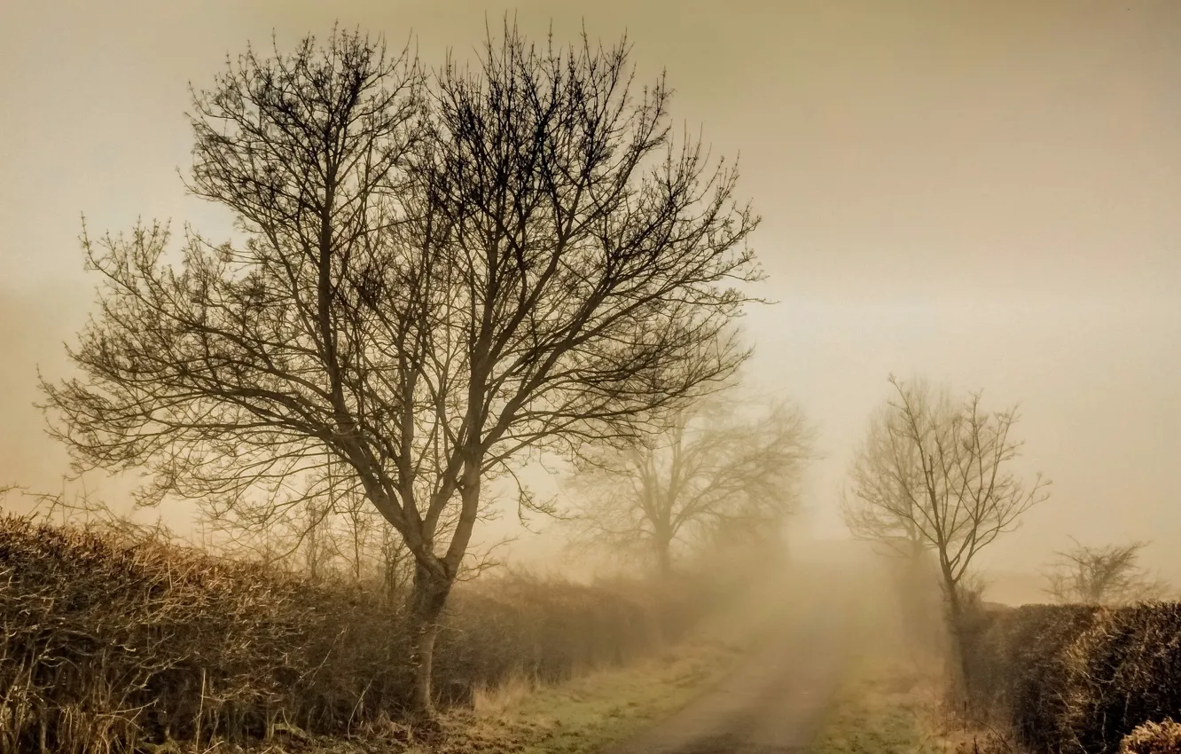Photo wallpaper road, fog, morning